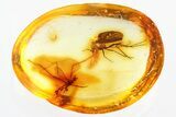 Fossil Crane Fly and Fungus Gnat In Baltic Amber #330717-1